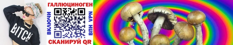 Псилоцибиновые грибы Psilocybe  Цоци-Юрт 